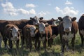 Laesoe island cows